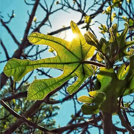 Casa Cu Smochin | House With The Fig 3*