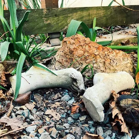 Casa Cu Smochin | House With The Fig 3* Эфорие-Суд