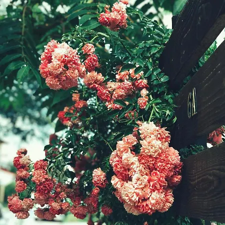 Casa Cu Smochin | House With The Fig Affittacamere 3*