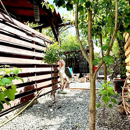 Casa Cu Smochin | House With The Fig Pensiune *