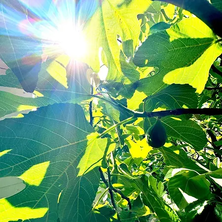 Affittacamere Casa Cu Smochin | House With The Fig 3*